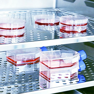 BINDER Growth Chambers & Incubators